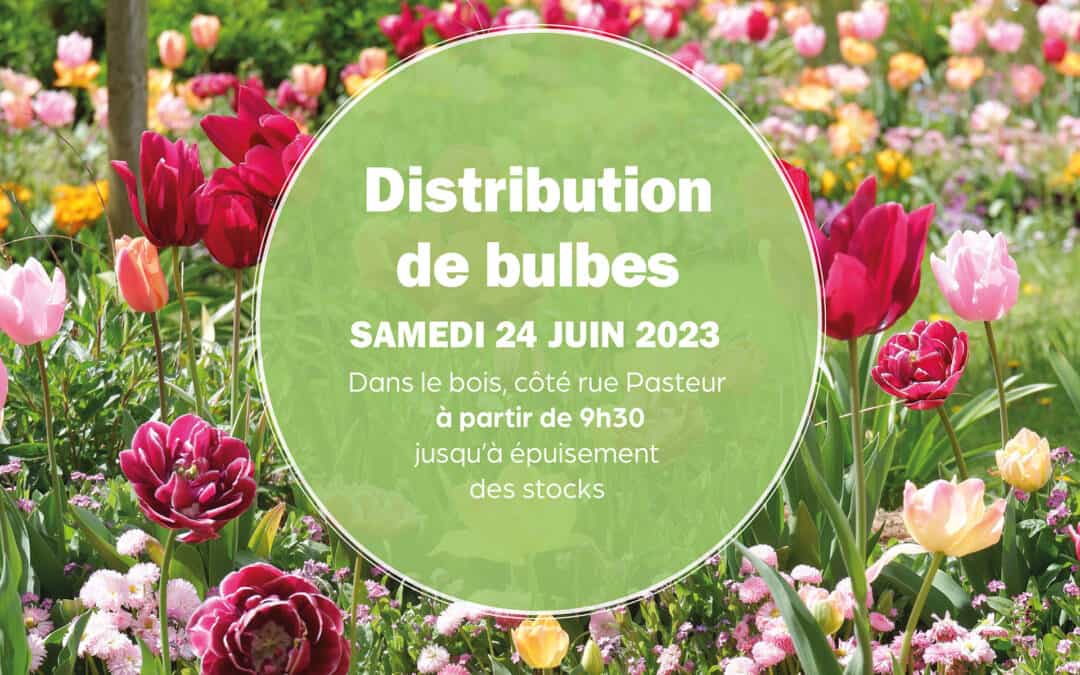 Distribution gratuite de bulbes
